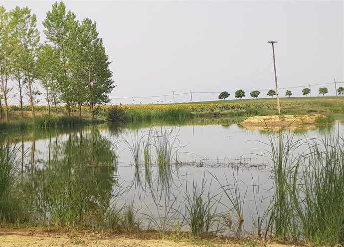 Imagen de un humedal de Tierra de Campos