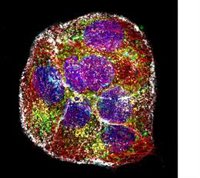 CNIO muestra la importancia de la imagen en la investigación con la galería visual 'Ver para investigar'