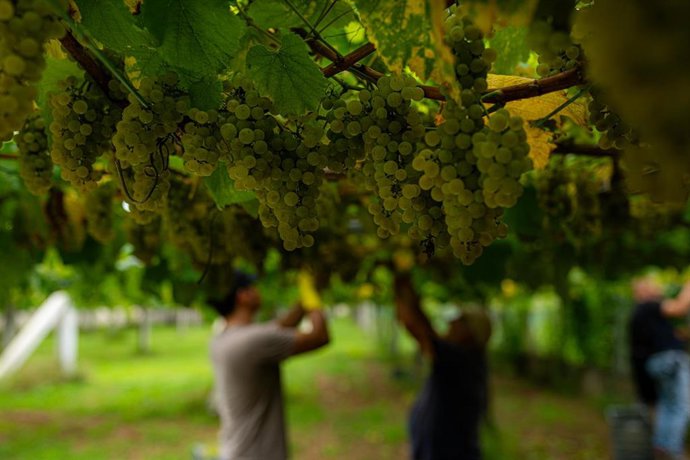 Archivo - Varios racimos de uvas colgando de una parra durante la época de vendimia, 