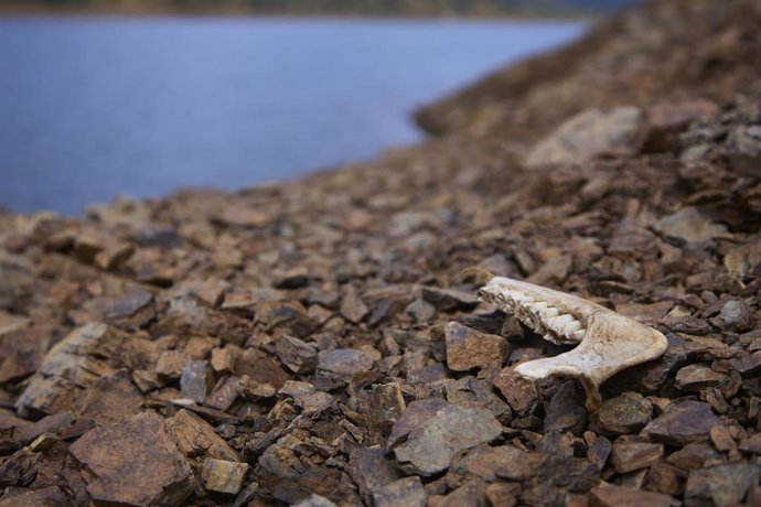 Archivo - Detalle del embalse de la Minillas, en el Ronquillo, Sevilla, foto de recurso