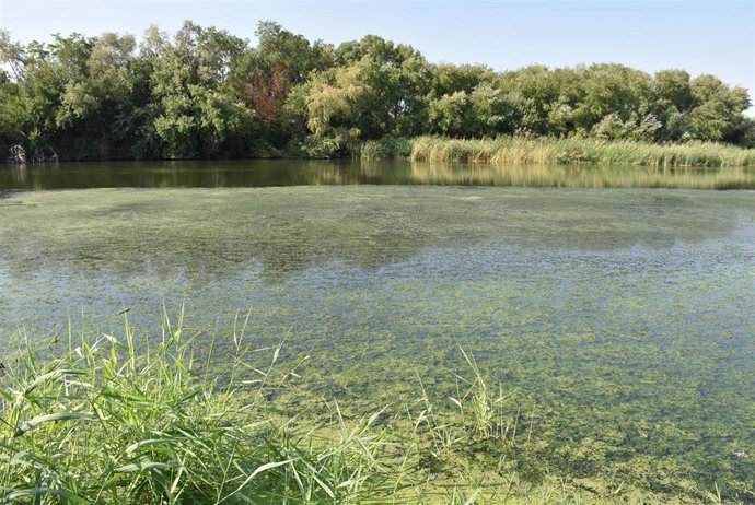 Archivo - Río Tajo a su paso por Talavera de la Reina.