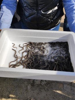 La Comunidad de Pescadores El Palmar y la empresa Valenciana de Acuicultura sueltan 20.000 alevines de anguila en L'Albufera