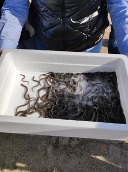La Comunidad de Pescadores El Palmar y la empresa Valenciana de Acuicultura sueltan 20.000 alevines de anguila en L'Albufera