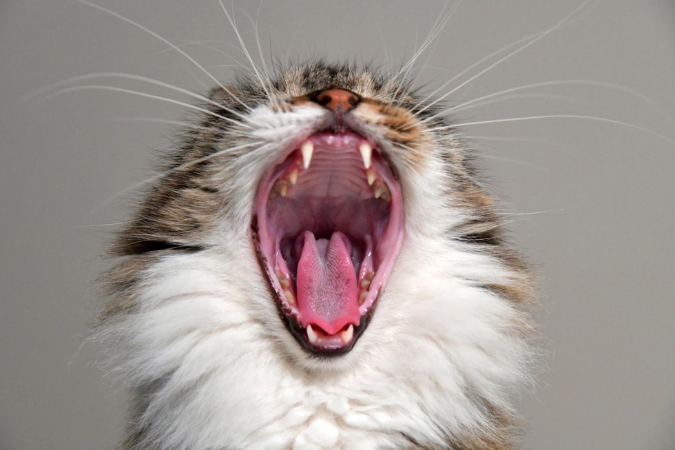 Gato