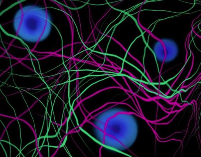 Los minihalos de materia oscura esparcidos por el Cosmos podrían funcionar comoSondas altamente sensibles de campos magnéticos primordiales.