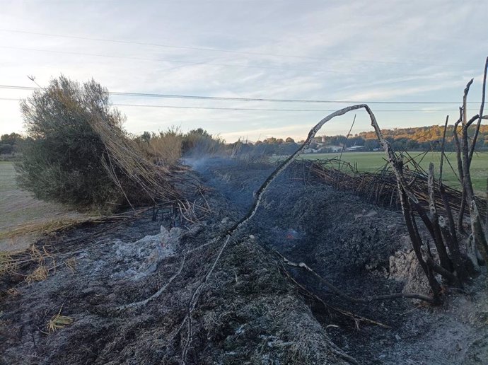 Incendio forestal en Llubí.