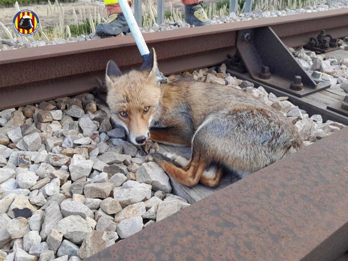 Zorra herida en las vías de tren entre Alberic y Castelló, rescatada por los bomberos de Xtiva