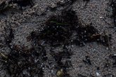 Foto: Vuelven a aparecer en las costas gallegas grandes cantidades de pellets de plástico