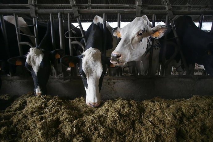 Archivo - Varias vacas en una ganadería.- Archivo