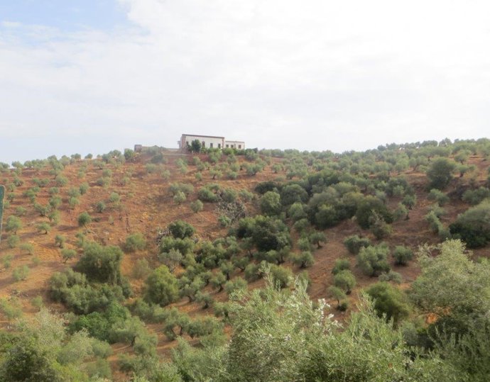 La Consejería de Agricultura, Pesca, Agua y Desarrollo Rural de la Junta de Andalucía efectúa el pago por un importe superior a 13,6 millones de euros de las ayudas de desarrollo rural destinadas a zonas con limitaciones naturales y otras limitaciones.