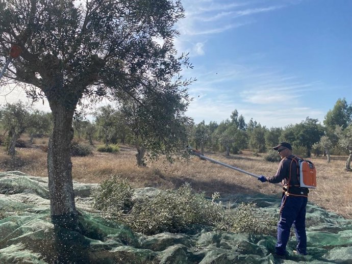Más de 2.100 olivos recuperados en 2023 en la península ibérica gracias a un proyecto de transición justa