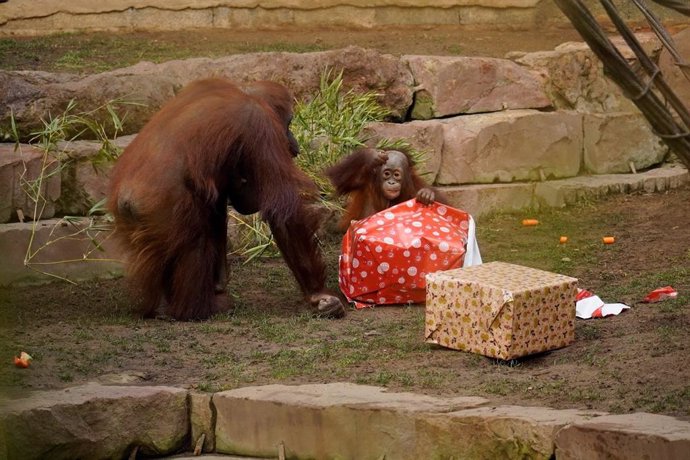 Los Reyes Magos hacen una parada en Bioparc Fuengirola y sorprenden a los animales