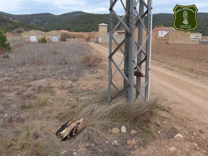 Imagen del águila fallecida junto a la torre eléctrica