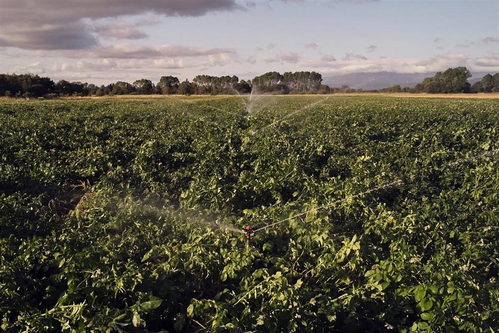 Archivo - Un campo de forraje, a 29 de junio de 2023, en Xinzo de Limia, Ourense, Galicia (España). Se denomina forraje a las hierbas, pastos verdes o secos y, por extensión, diversas plantas u órganos vegetales que se emplean para alimentar los animale