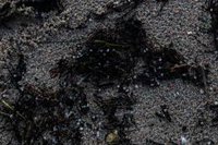 Colectivos comienzan a organizar acciones de recogida de plásticos llegados a las costas ante la "inacción" de la Xunta