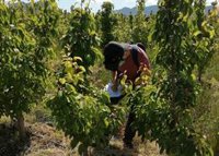 El Gobierno regional impulsa la mejora de la rentabilidad y sostenibilidad del cultivo de la pera de Jumilla