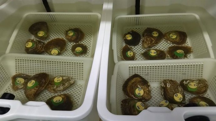 Criadero de ostras habilitado en el laboratorio marino del Centro Oceanográfico de San Pedro del Pinatar, que serán colocadas en los canales de las Salinas de Marchamalo.