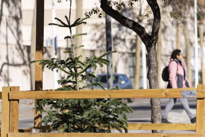 Imatge d'un dels punts de recollida d'arbres de Nadal instal·lat per l'Ajuntament de Barcelona