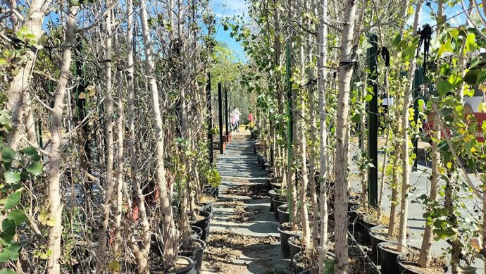 Las 'Arboladas' de la Diputación finalizan con más de 3.000 ejemplares plantados