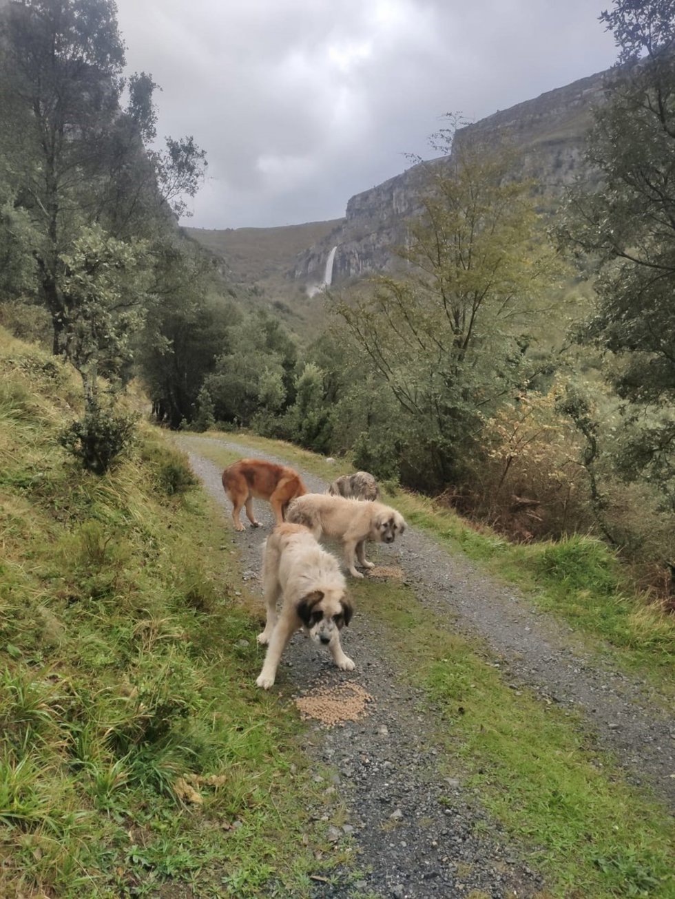Perros del ganadero cántabro que ha denunciado a una tiktoker de la región por robarle un mastín cuando cuidaba de sus cabras en el monte, en Arredondo
