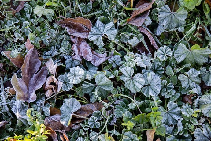 Plantas heladas por cuenta del frío. Imagen de archivo