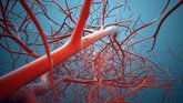 Foto: Desarrollan el corazón y el sistema vascular en modelos animales a partir de células madre