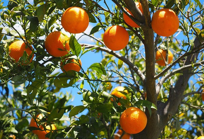 Naranjas en el árbol