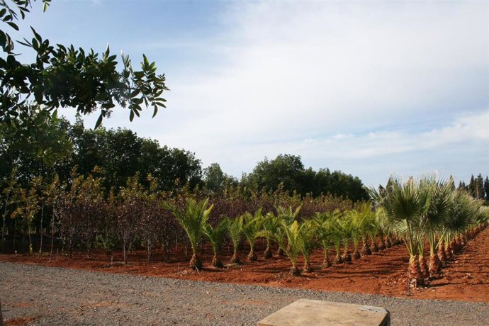 Archivo - Ayuntamientos de Huelva pueden aquiriri árboles en una campaña de Diputación.