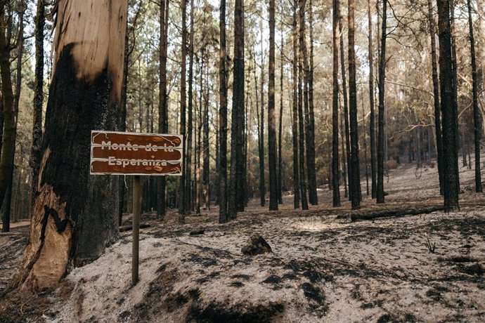 Archivo - Monte de la Esperanza afectado por el incendio forestal