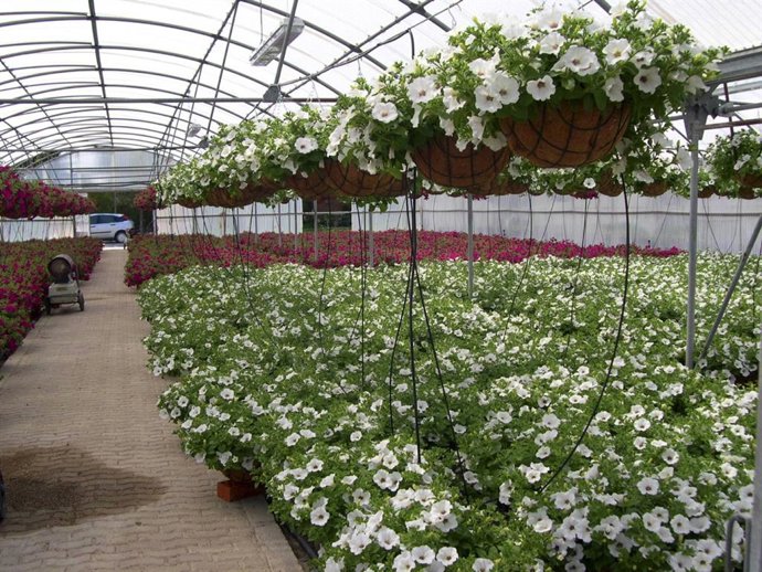 Boda Príncipes De Asturias