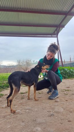 Un perro y una cuidadora en el Centro de Sanidad y Bienestar Animal (SBA) de la empresa municipal de Saneamientos de Córdoba (Sadeco).