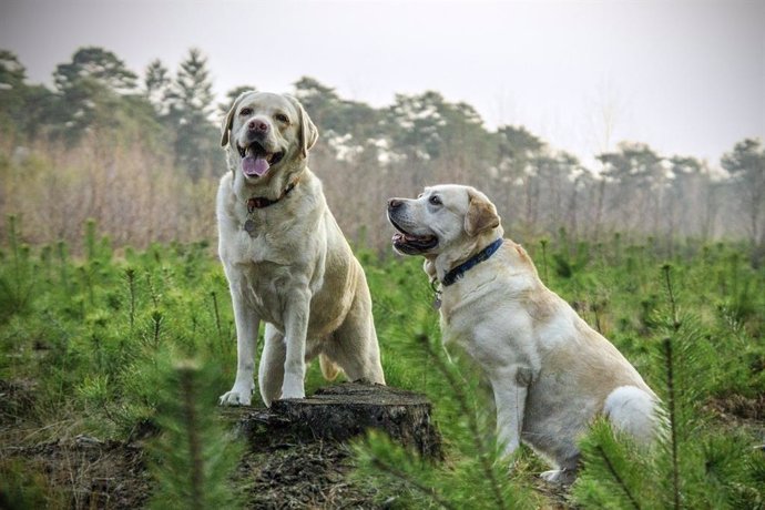 Perros en el campo.