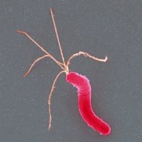 Una pauta alternativa mejora el tratamiento erradicador efectivo frente a 'Helicobacter pylori'