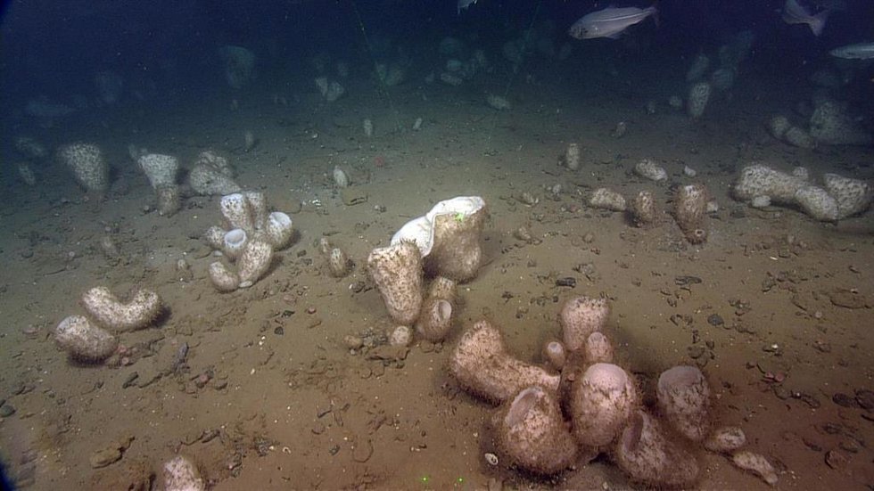 Investigadores de la Universidad de Tottori (Japón) y del Centro de Estudios Avanzados de Blanes (CEAB-CSIC) han realizado un descubrimiento que arroja luz sobre la transición de los primeros organismos unicelulares a multicelulares