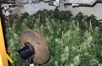 Detenido con 230 plantas de marihuana en una finca agraria de Níjar (Almería)
