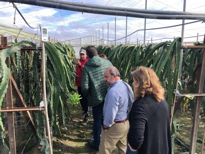 Invernadero de flor cortada en la provincia de Sevilla.