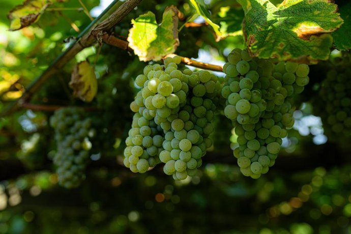 Archivo - Varias uvas colgando de una parra en una de las fincas de la bodega Señorío de Sobral, a 8 de septiembre de 2023, en Cambados, Pontevedra, Galicia (España). La Denominación de Origen Rías Baixas es una pequeña zona del Noroeste de España, en l