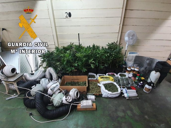 Archivo - Marihuana inachutada. 