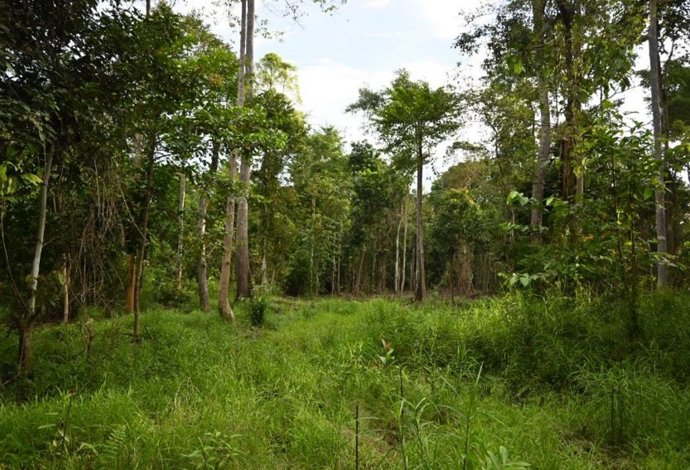 Archivo - Árboles tropicales