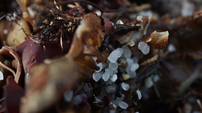 Archivo - Pellets de plástico en la playa de Sabón, a 9 de enero de 2024, en A Coruña, Galicia (España).  Voluntarios se han organizado hoy para limpiar algunas playas de las provincias de A Coruña y Pontevedra a las que ha llegado el vertido de los pel