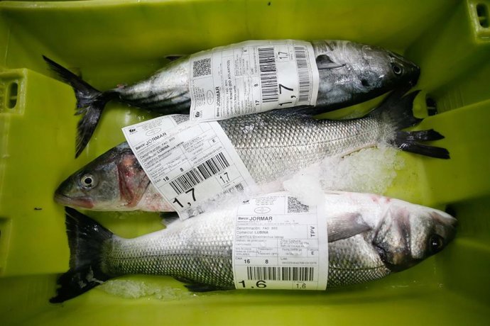 Tres lubinas en la lonja de Burela, a 19 de diciembre de 2023, en Burela, Lugo, Galicia (España).