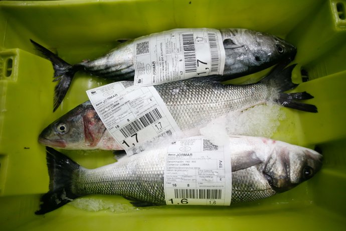 Tres lubinas en la lonja de Burela, a 19 de diciembre de 2023, en Burela, Lugo, Galicia (España).