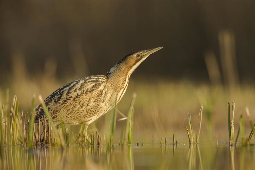 SEO/Bird Life considera al avetoro común el Ave del Año 2024, especie que está en "peligro crítico" en España