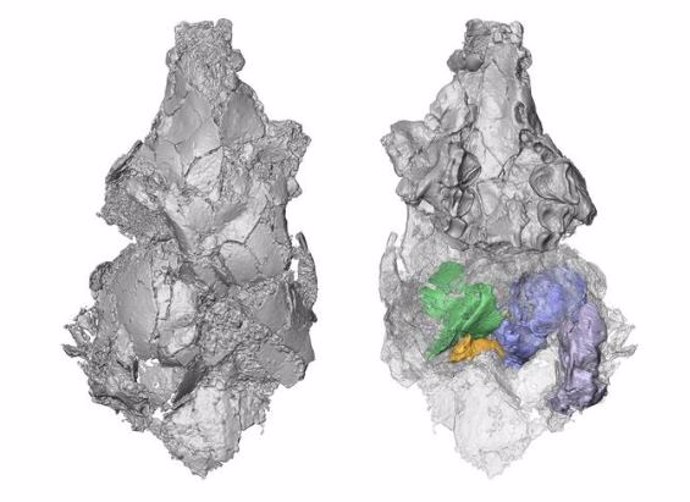 Modelo tridimensional del único cráneo picrodontide conocido en vistas superior (izquierda) e inferior (derecha). La tecnología de tomografía computarizada reveló huesos del cráneo previamente desconocidos (coloreados a la derecha)