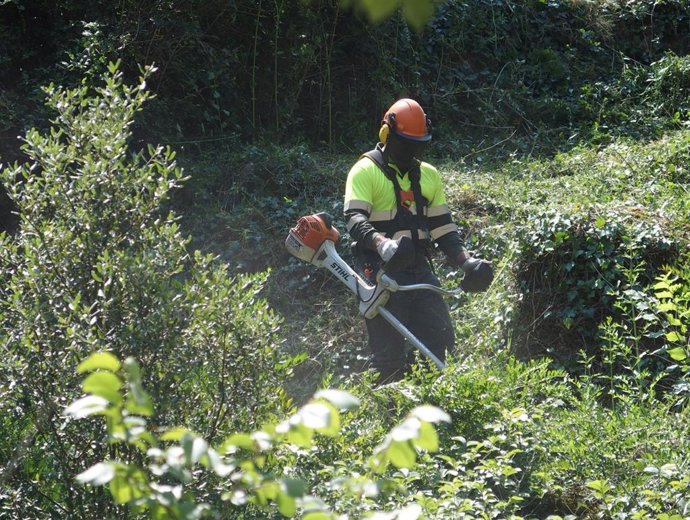 Un trabajador retira restos de los alrededores de las líneas de e-distribución de Endesa.