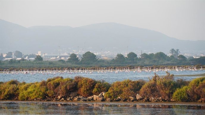Archivo - Flamencos en el Parque Natural de Ses Salines.