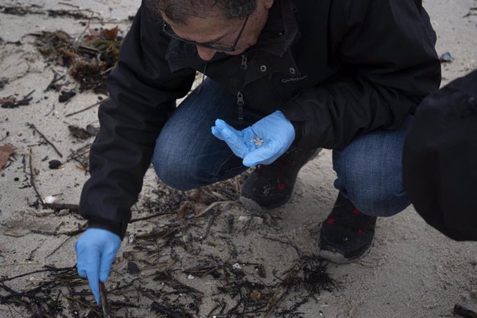 Un voluntario recoge pellets en la playa de Samil, a 10 de enero de 2024, en Vigo, Pontevedra, Galicia (España). Voluntarios se han organizado para limpiar algunas playas de las provincias de A Coruña y Pontevedra a las que ha llegado el vertido de los pe
