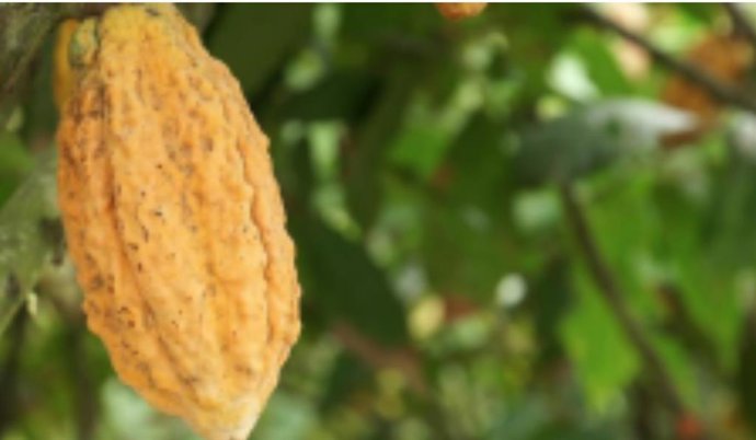Archivo - Fruto del cacao. Variedad Aroma pichilingue.  INIAP Ecuador