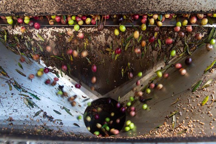 Archivo - Producción de aceite de oliva.