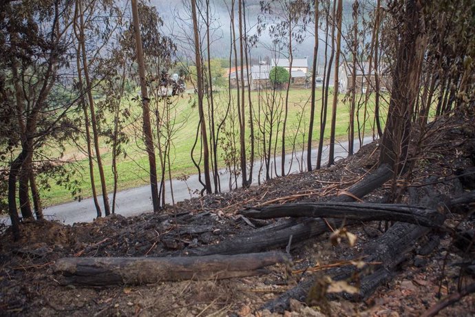 Archivo - Zona de bosque quemado tras el incendio, a 16 de octubre de 2023, en Trabada, Lugo, Galicia (España). La consejería de Medio Rural de Galicia ha informado que el fuego que se inició el pasado jueves, 12 de octubre, ha sido extinguido tras quem